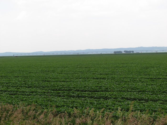 Land Auction - 537.30 Acres Located in Sioux & Sherman Townships, Monona County