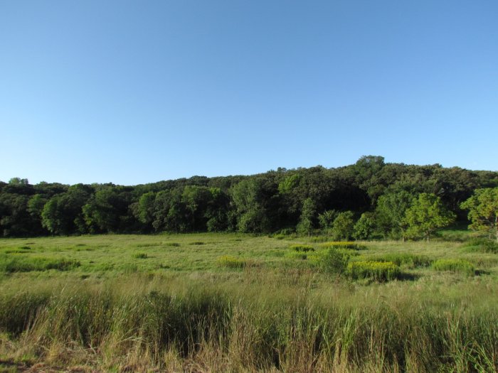 Land Auction - Mostly Solid Timber with Oak Trees - 3 Miles East of Smithland just off Hwy 141